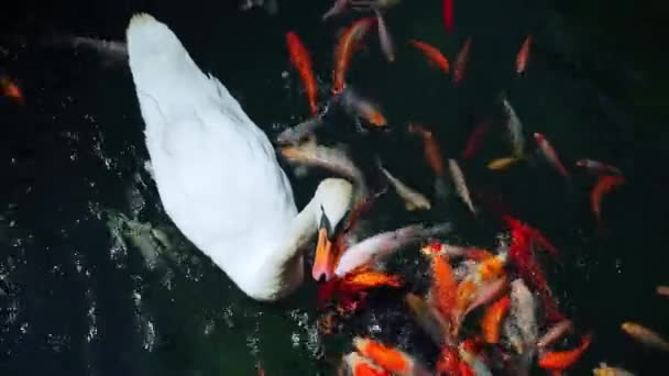 白天鹅和五彩斑斓的日本科伊鱼在花园装饰池塘里 — 图库视频影像