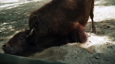 Kiev Hayvanat Bahçesindeki Bison.