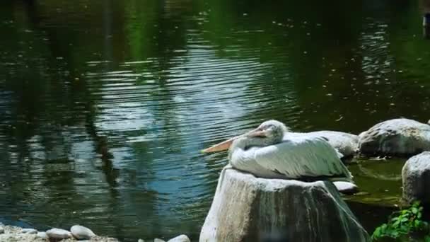 Pelikan Göletin Yakınındaki Bir Taşın Üzerinde Dinleniyor — Stok video