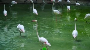 Kiev hayvanat bahçesinin göletinde pembe flamingolar.