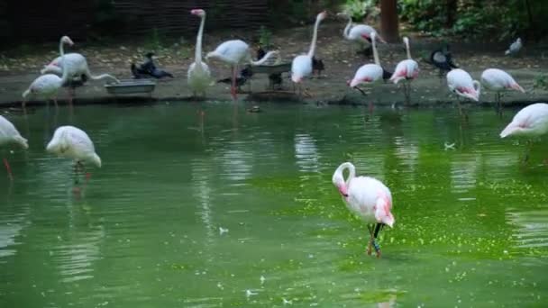 Рожеві Фламінго Ставку Київського Зоопарку — стокове відео