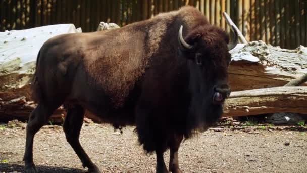 Bizon Kyjevské Zoo — Stock video
