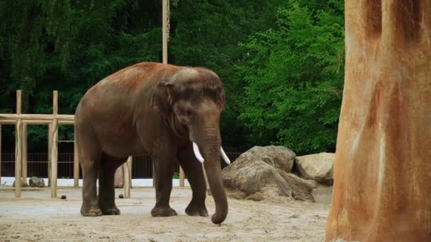 Big Indian Elephant Zoo — Stock Video