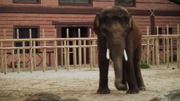 Großer Indischer Elefant Zoo — Stockvideo