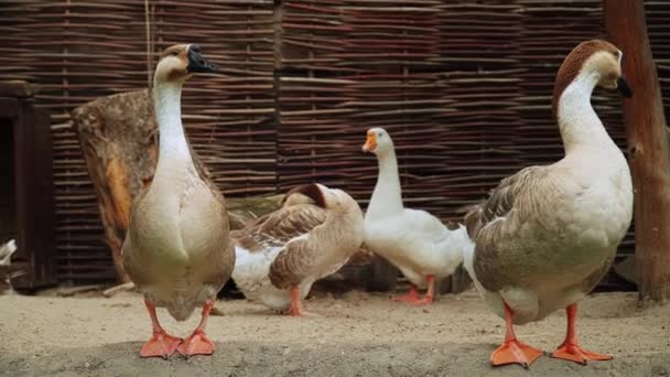 Domestic Geese Farm — Stock Video