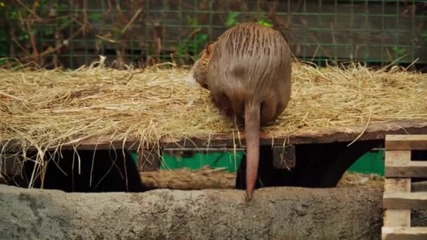 Εγχώρια Nutria Στο Αγρόκτημα — Αρχείο Βίντεο