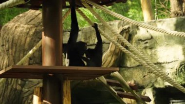 Hayvanat bahçesinde iki maymun oynuyor..