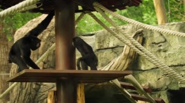 Hayvanat bahçesinde iki maymun oynuyor..