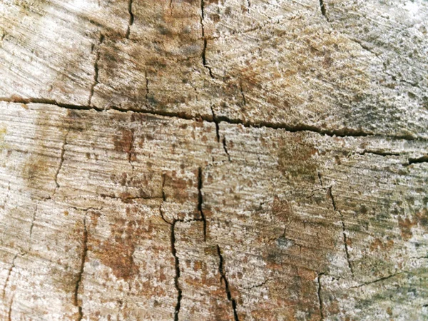 Textura Corte Tronco Árbol Fusionado Madera Marrón Gris Con Grietas — Foto de Stock