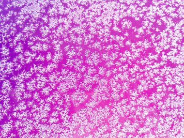 Beyaz kar taneleri ve açık pembe eflatun arka planda don. Gradyan. Kış Noel fotofonu