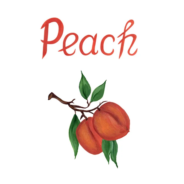 Ripe fruits of peaches on a branch with green leaves and an inscription isolated on a white background. Realistic watercolor illustration. For design, labels, stickers, logo.
