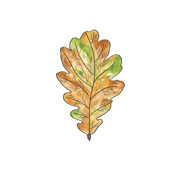Umgefallenes Eichenblatt Braun Grün Isoliert Auf Weißem Hintergrund Herbst Laubfall — Stockfoto