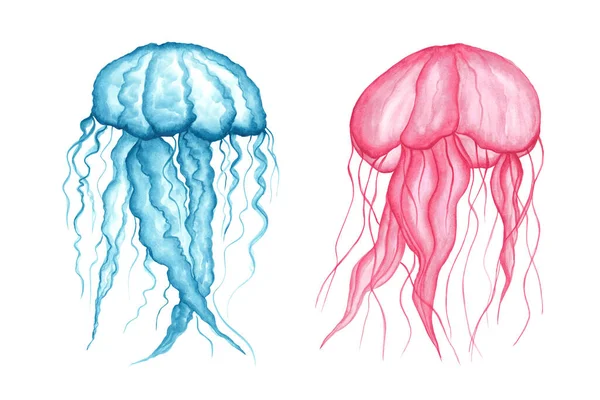 Set Pink Blue Transparent Jellyfish Long Tentacles Isolated White Background — Photo