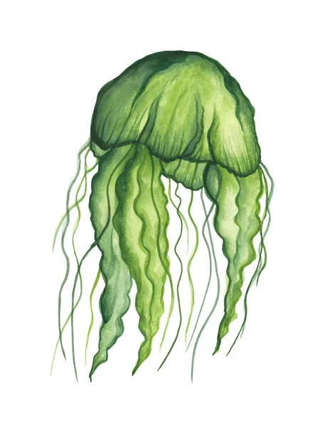 Medusas Verdes Com Tentáculos Longos Isolados Fundo Branco Watercolor Ilustração — Fotografia de Stock