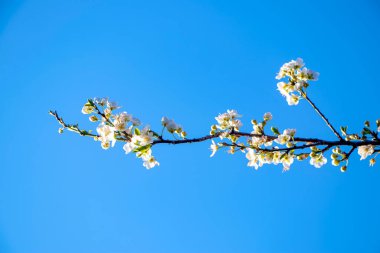 İlkbahara bağlı olarak çiçek açan ağaç dalları. Doğa arka planında güzel bir çiçek. Ağaç dalında güzel bahar çiçekleri. Beyaz budanmış budama çiçeklerini kapatın.
