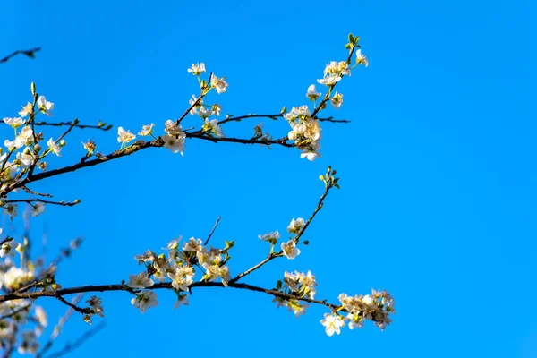 Floração Galhos Árvores Devido Primavera Bela Flor Fundo Natureza Lindas — Fotografia de Stock