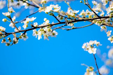 İlkbahara bağlı olarak çiçek açan ağaç dalları. Doğa arka planında güzel bir çiçek. Ağaç dalında güzel bahar çiçekleri. Beyaz budanmış budama çiçeklerini kapatın.