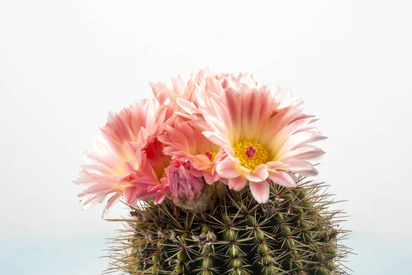 Macro close up of light pink flowers of cactus. A stunning bright pink tender echinopsis spiky cactus flower, a natural wonder. Flying Saucer Cactus in Bloom. Blooming cactus flower.