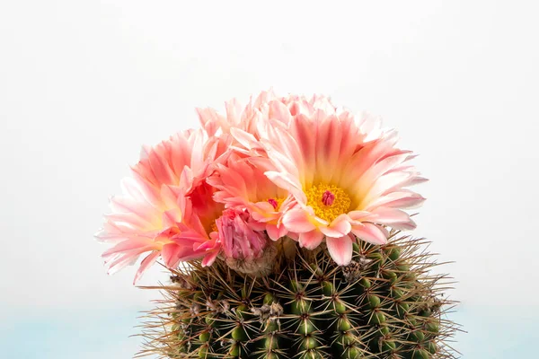 Macro Close Light Pink Flowers Cactus Stunning Bright Pink Tender Imágenes de stock libres de derechos