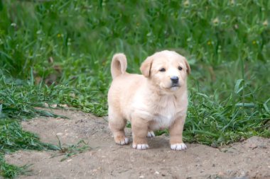 Sevimli ve meraklı köpek yavrusu. Küçük sevimli köpek yavruları. Fotoğrafı kapat. Yumuşaklık kavramı, hayvanlara, aileye, yavrulara ve köpeğe duyulan sevgi.