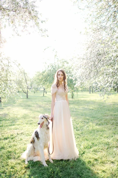 Joven novia hermosa en vestido de novia con galgo al aire libre —  Fotos de Stock