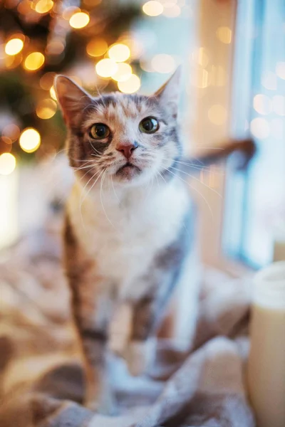 Katze am Weihnachtsbaum mit Lichtern und Spielzeug — Stockfoto