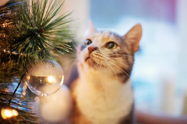 Gato cerca del árbol de Navidad con luces y juguetes — Foto de Stock