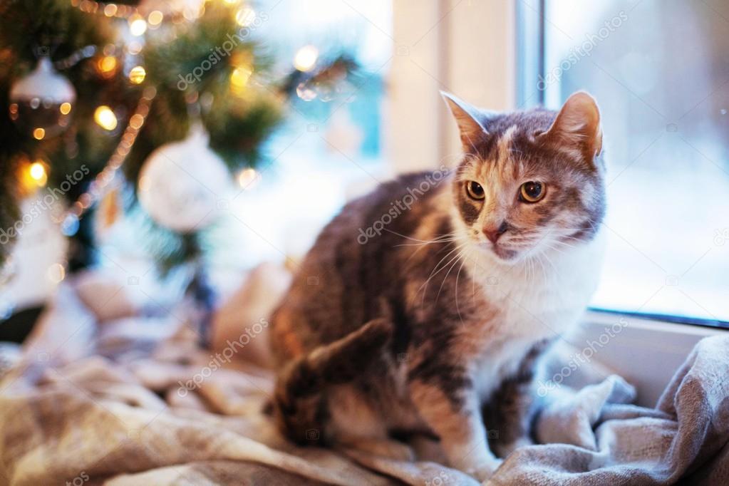 Cat near the Christmas tree with lights and toys