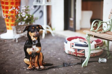 Köpek bir ana girişinde bekler