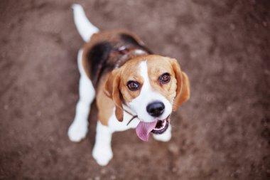 En iyi arkadaşım beagle köpek hizmet vermekten mutluluk