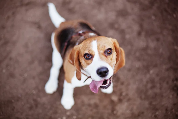 Best friend beagle dog happy to serve