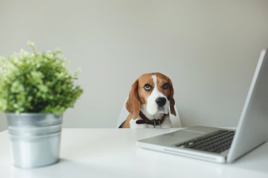 Ofis Masaları dizüstü bilgisayar ile Beagle köpek
