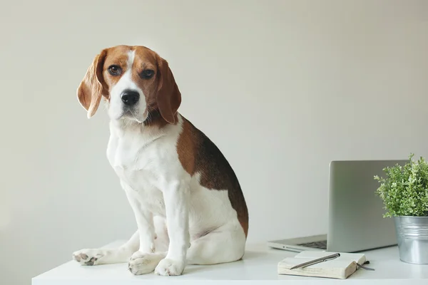 Beagle perro en la mesa de la oficina con portátil — Foto de Stock