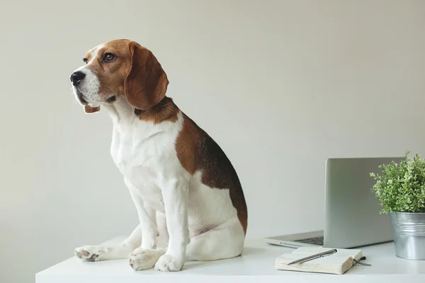 Beagle dog at office table with laptop