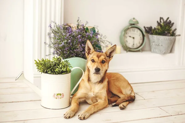 Eski moda bir şekilde dekore edilmiş oda ışık saç ile köpek