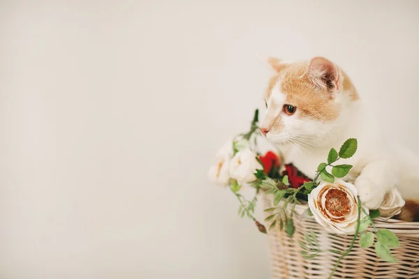 Gatto con fiori in vimini cesto di bianco retro bicicletta — Foto Stock