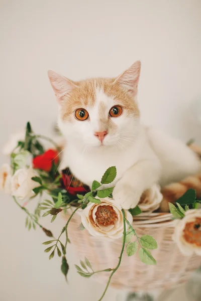 Kat met bloemen in rieten mand van witte retro bisycle — Stockfoto