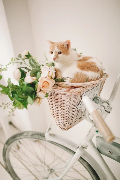 Hasır sepet beyaz retro bisikleti çiçeklerle kedi — Stok fotoğraf