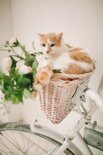 Hasır sepet beyaz retro bisikleti çiçeklerle kedi — Stok fotoğraf