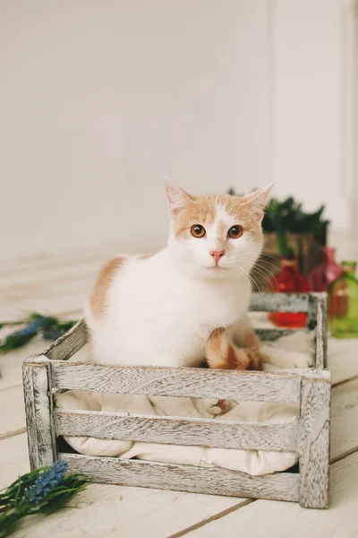 Cat sitting in box on white wooden floor — Stock Photo, Image