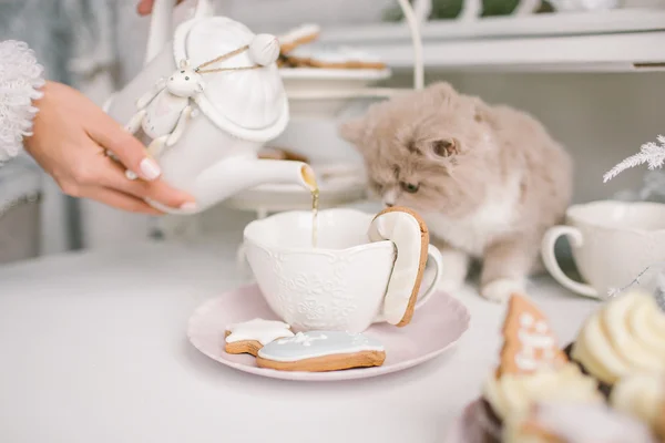 Bonito selkirk rex gato buscando en té taza en mesa — Foto de Stock