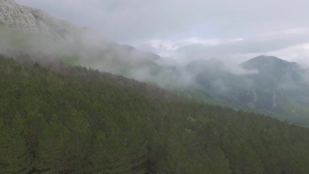 Vista aérea da floresta de pinheiros nas montanhas — Vídeo de Stock