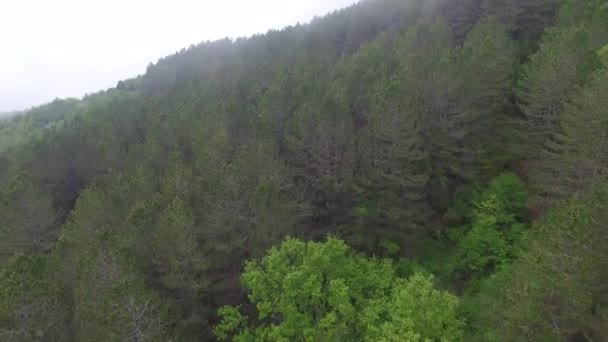 Flygfoto över tallskogen i bergen — Stockvideo