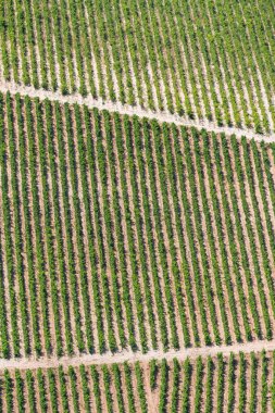 Bağ Hırvatistan Adriyatik kıyısı en.