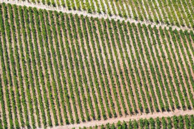 Bağ Hırvatistan Adriyatik kıyısı en.