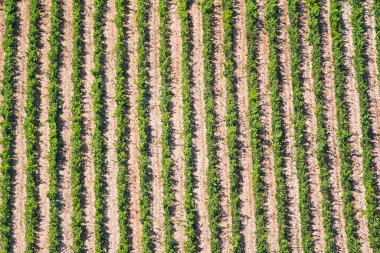 Bağ Hırvatistan Adriyatik kıyısı en.