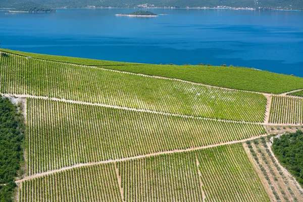 Виноградник в Хорватии на Адриатическом побережье . — стоковое фото