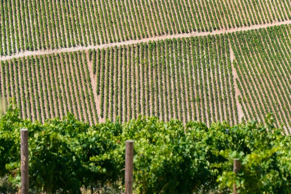 Виноградник в Хорватии на Адриатическом побережье . — стоковое фото