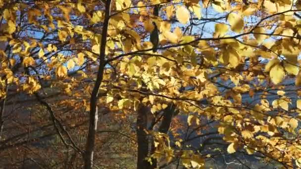 Fényes őszi levelek himbálóznak egy fán, ősszel napkitörésekkel.. — Stock videók