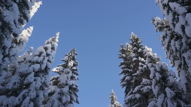 Beweging op winterbosweg tussen besneeuwde sparren — Stockvideo